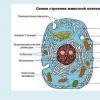 Сравнение строения животной и растительной клетки