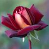 Роза Eddy Mitchell (Эдди Митчелл) - моя сказочная роза Отличия от остальных видов
