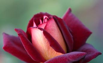 Rose Eddy Mitchell (Eddie Mitchell) - upea ruusuni Erot muista lajeista