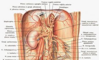 Расположение внутренних органов человека Какие внутренние органы есть у человека