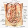 Расположение внутренних органов человека Какие внутренние органы есть у человека