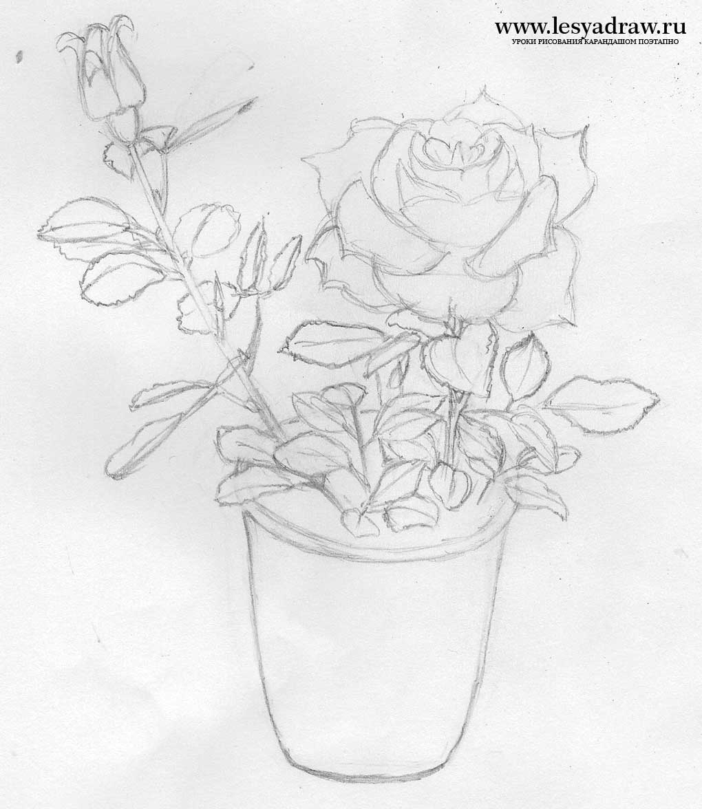 Роза в горшке карандашом